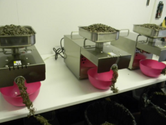 Presa ulei presare la rece verificare acid oleic test laborator